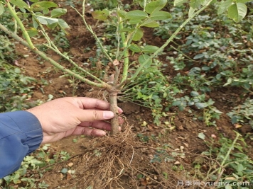 月季裸根苗到手养护，修剪种植步骤很简单