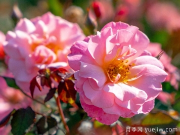 春朝月季