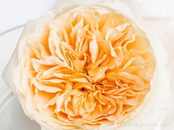 艾菲月季