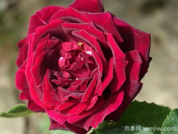 推荐21种浓香红色月季品种，展示红玫瑰的魅力