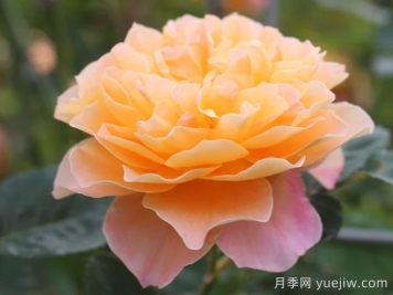 印象派月季推荐，梦幻的黄橙色优秀爬藤月季