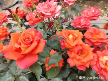 月季真的是药罐子吗？如何不喷药养好月季？