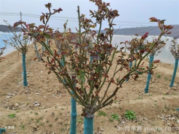 春天月季发芽期的管理办法，注意给肥和抹芽