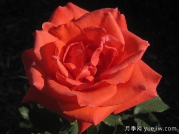 ​激情似火月季