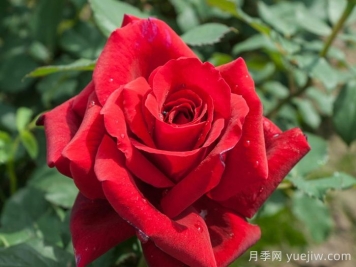 香魔84月季/皇家威廉/芳香魔法