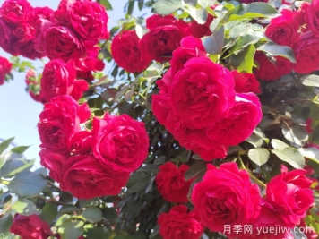 ​重新了解月季，月季的习性、养花、时间