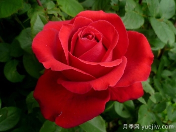 爱的魔力月季/贝佐伯/爱的咒语