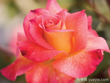 狂欢节月季