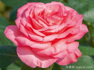 粉红豹月季/粉豹月季