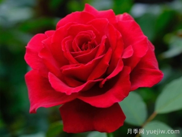 天鹅绒香水月季/丝绒香水