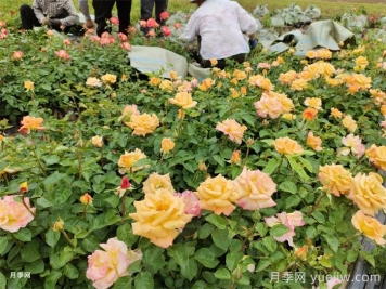 月季小苗的缓苗办法？提高移栽成活率