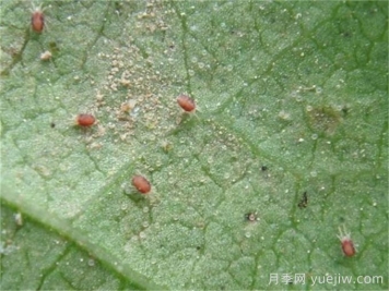 月季红蜘蛛防治教程