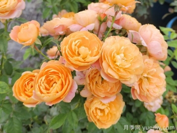 微型月季一年四季花开不断，微型月季栽培手册