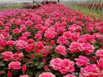 庭院花园春季养护方案
