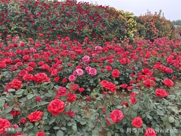 8个花园种植入门技巧，送给设计师与爱好者