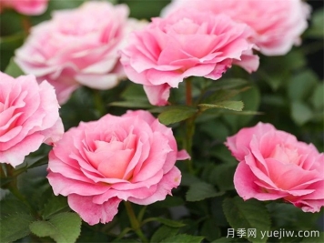 推荐6种月季花就为庭院花园打造