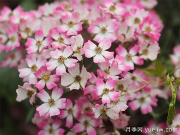 微月月季推荐，遮阳伞月季