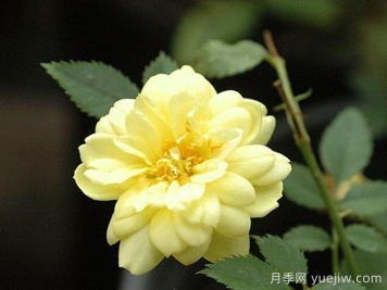 黄金姬月季/黄金雅/金币