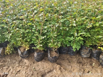 春季如何提高绿化工程新栽植物的成活率？
