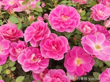 植物怎样搭配以实现四季有景？