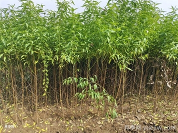 南阳市卧龙区陆营镇果树苗繁育基地