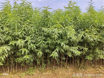 桃树苗