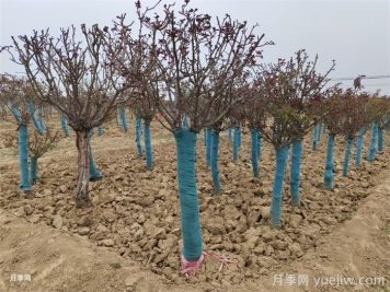 月季春季修剪和抹芽方法