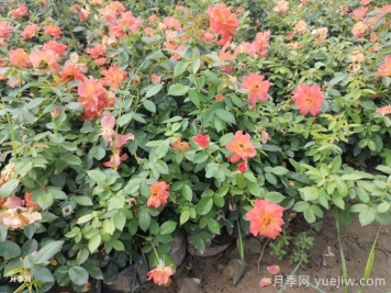 春季养月季花的小知识分享