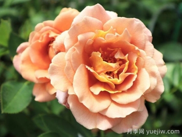 拉芬波特月季/拉菲内波尔特