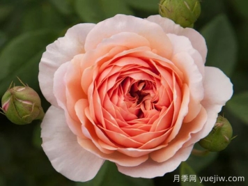 威廉莫里斯月季