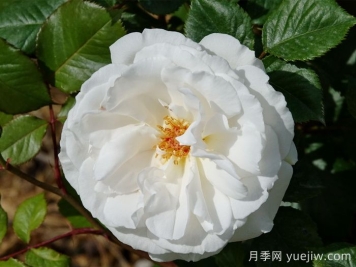 玛格丽特梅丽尔月季