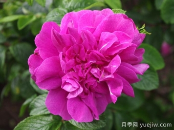 汉莎玫瑰月季