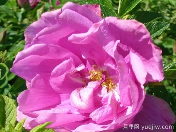 粉红跑者月季