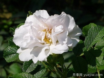 白色跑者月季