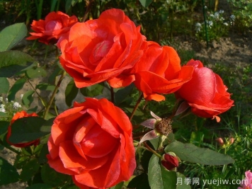 现代火焰月季/摩登火光