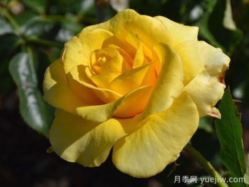 金牌月季