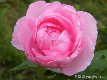 吉塔月季/吉塔文艺复兴月季