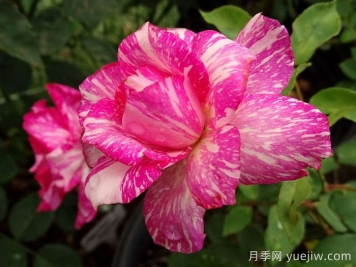 摩登时代月季/糖果条纹月季
