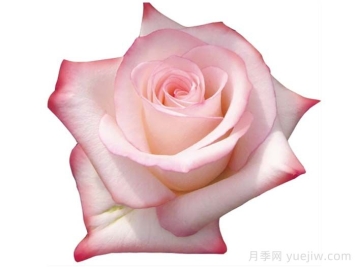 瓦妮娅月季