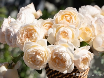 月笼沙月季