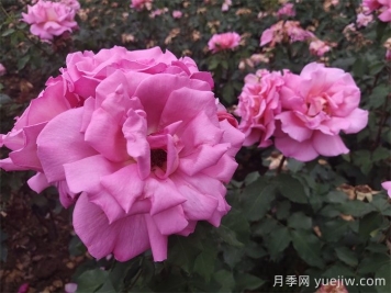 哪些月季更值得购买种植？月季优缺点大比拼