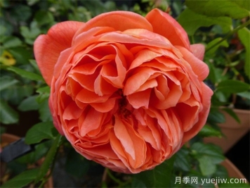 夏日之歌月季的优点和养护办法 