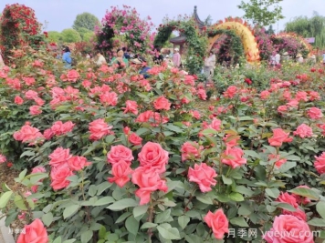 如何打造一个月季花园？品种选择、花园规划、工具准备