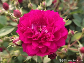 甜蜜马车微型月季难种吗？甜蜜马车该如何养？