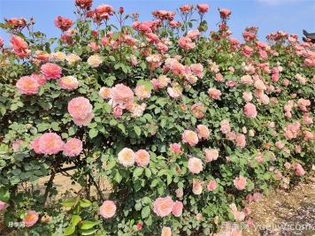 有了院子，一定要种棵爬藤月季