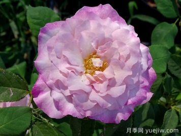 丁香美人月季/丁香佳人