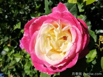 热带香水月季/热带香氛