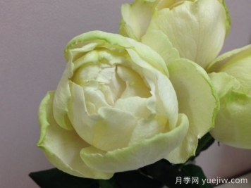 伊芙雪之香水月季/白雪香水