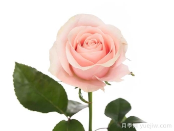粉色信任月季