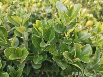 10种常见围墙绿篱品种总结